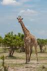 Female southern giraffe among shrubby trees Savuti Marsh-Chobe National Park-Botswana Art Print
